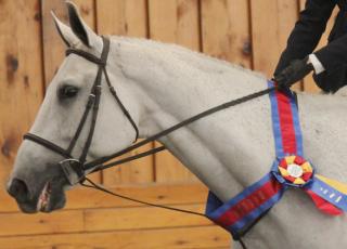 Gray horse with champion ribbon (photo)