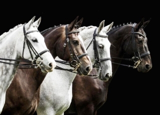 Dressage horses (photo)