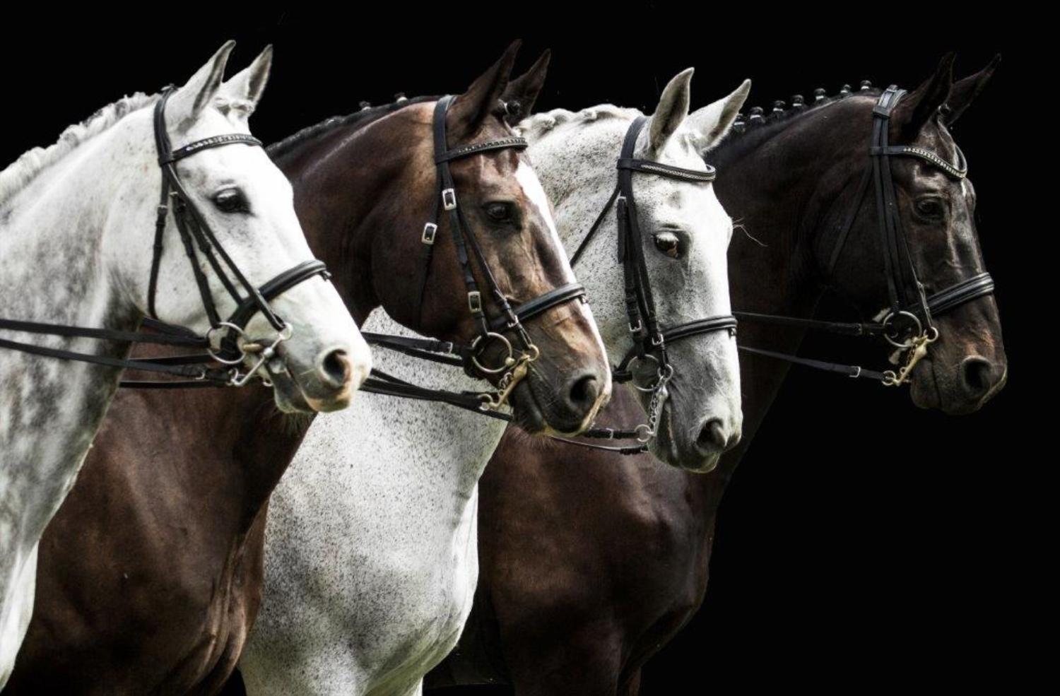 Dressage Horses (photo)