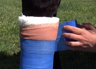 Surgical bandage on horse's leg (photo)